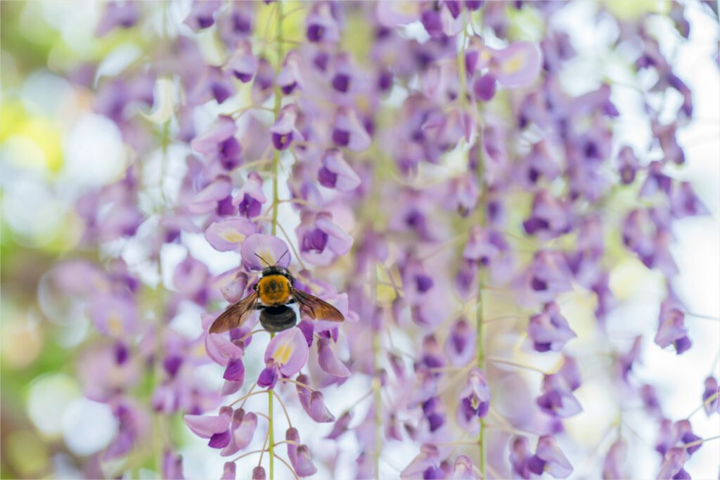 Bee on wisteria blossom is an example of image alt text.