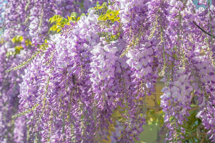 Chinese wisteria plant in full bloom.